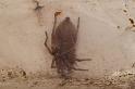 Clubiona_phragmitis_D5042_D_89_Les Gris_Frankrijk